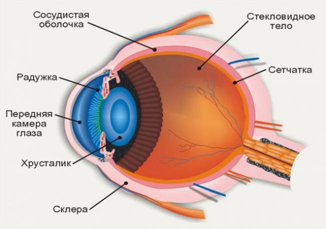 стекловидное тело глаза